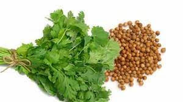 تصویر 3 از قیمت تخم گشنیز عطاری + خرید باور نکردنی
